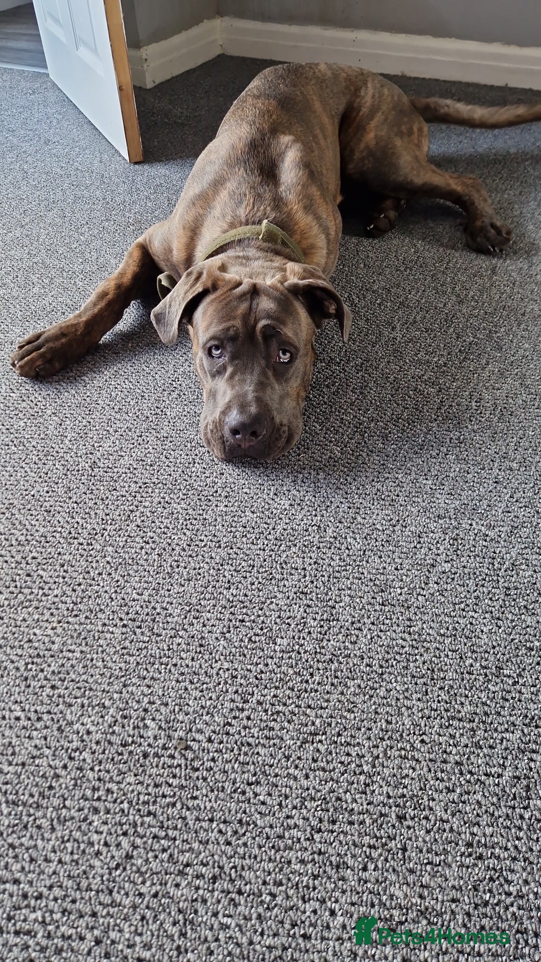 Cane Corso dogs for sale: Bailey  - Advert 3