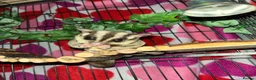 Sugar Glider rodents for sale: 2 female sugar gliders  in Chester - Advert 3