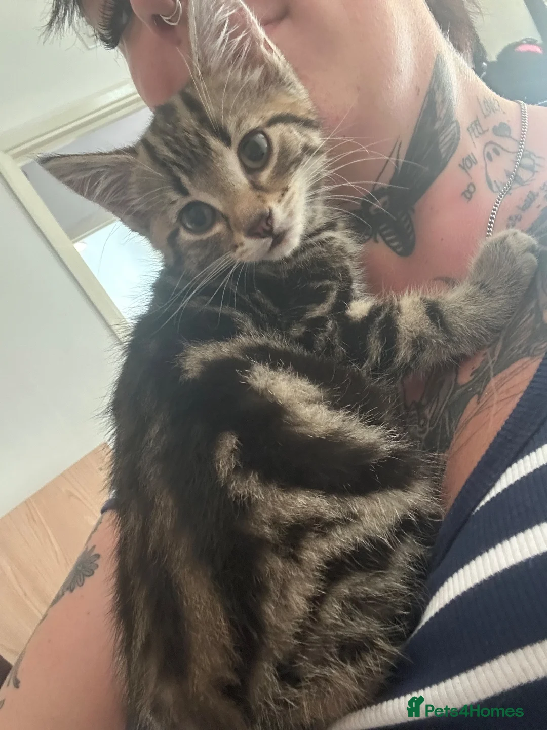 Mixed Breed cats for sale: Kitten for sale  - Advert 5