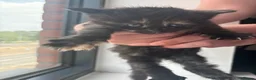 Maine Coon cats for sale: 1/2 Maine coon kittens  in Wolverhampton - Advert 9