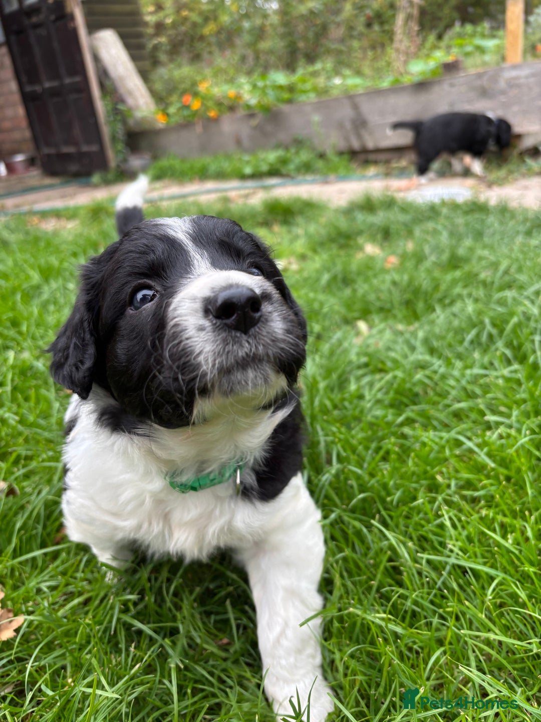 Sprollie dogs for sale: Beautiful Sprollie Puppies for sale - Image 2