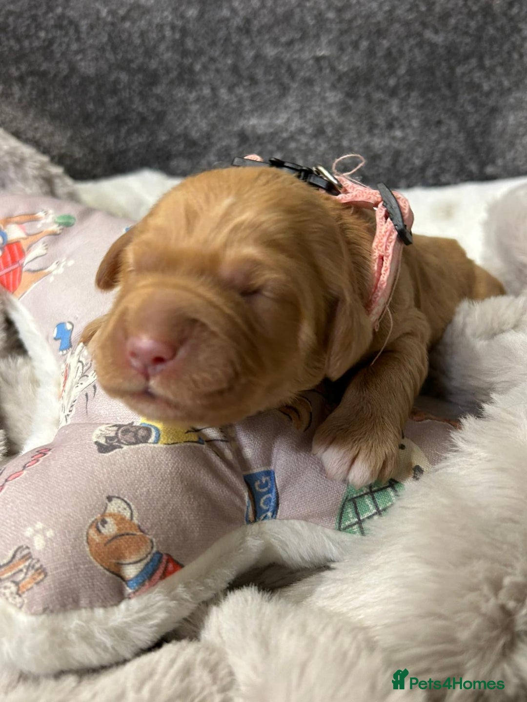 Mini Goldendoodle dogs for sale: Beautiful F1 Miniature Goldendoodle Puppies  - Advert 6