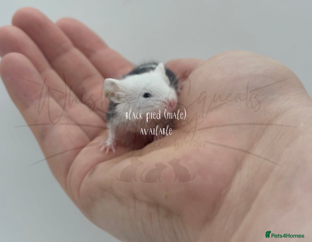 Mouse rodents for sale: male baby fancy mice (read description).  - Advert 2