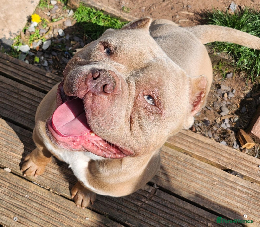 Mixed Breed dogs for sale: Beautiful french bulldog x pocket bully pups - Advert 7