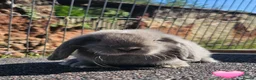 Mini Lop rabbits for sale: Vaccinated Mini Lops  - Advert 5