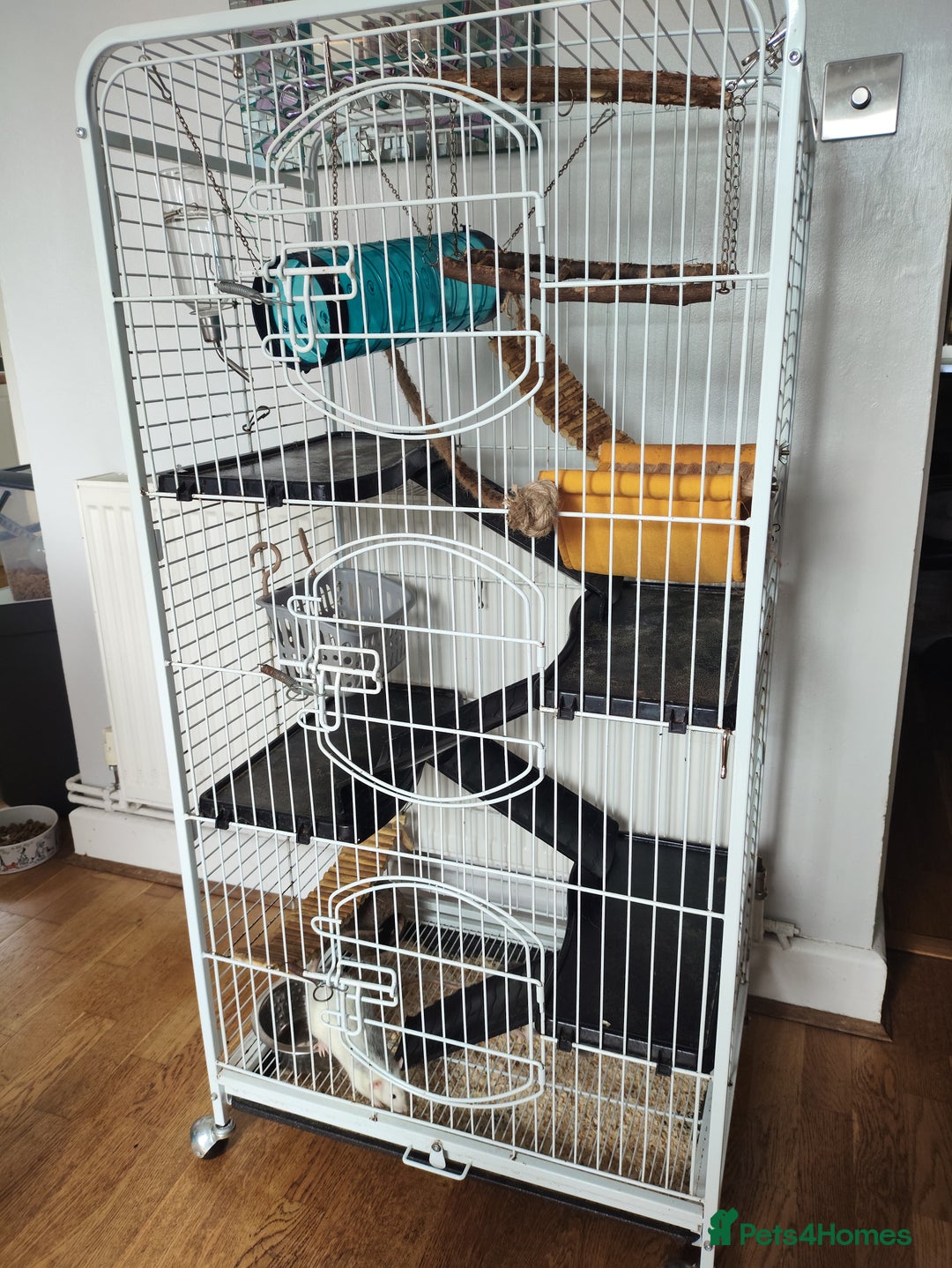 Rat rodents for sale: 2x female Dumbo rats, cage and accessories  - Image 1