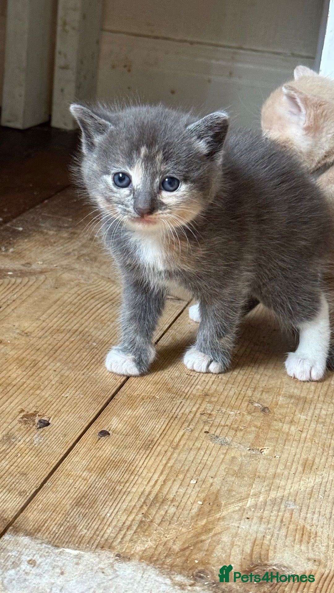 Mixed Breed cats Five beautiful kittens  - Advert 2