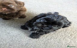 Shih Tzu dogs for sale: Imperial Shih Tzu  - Image 3