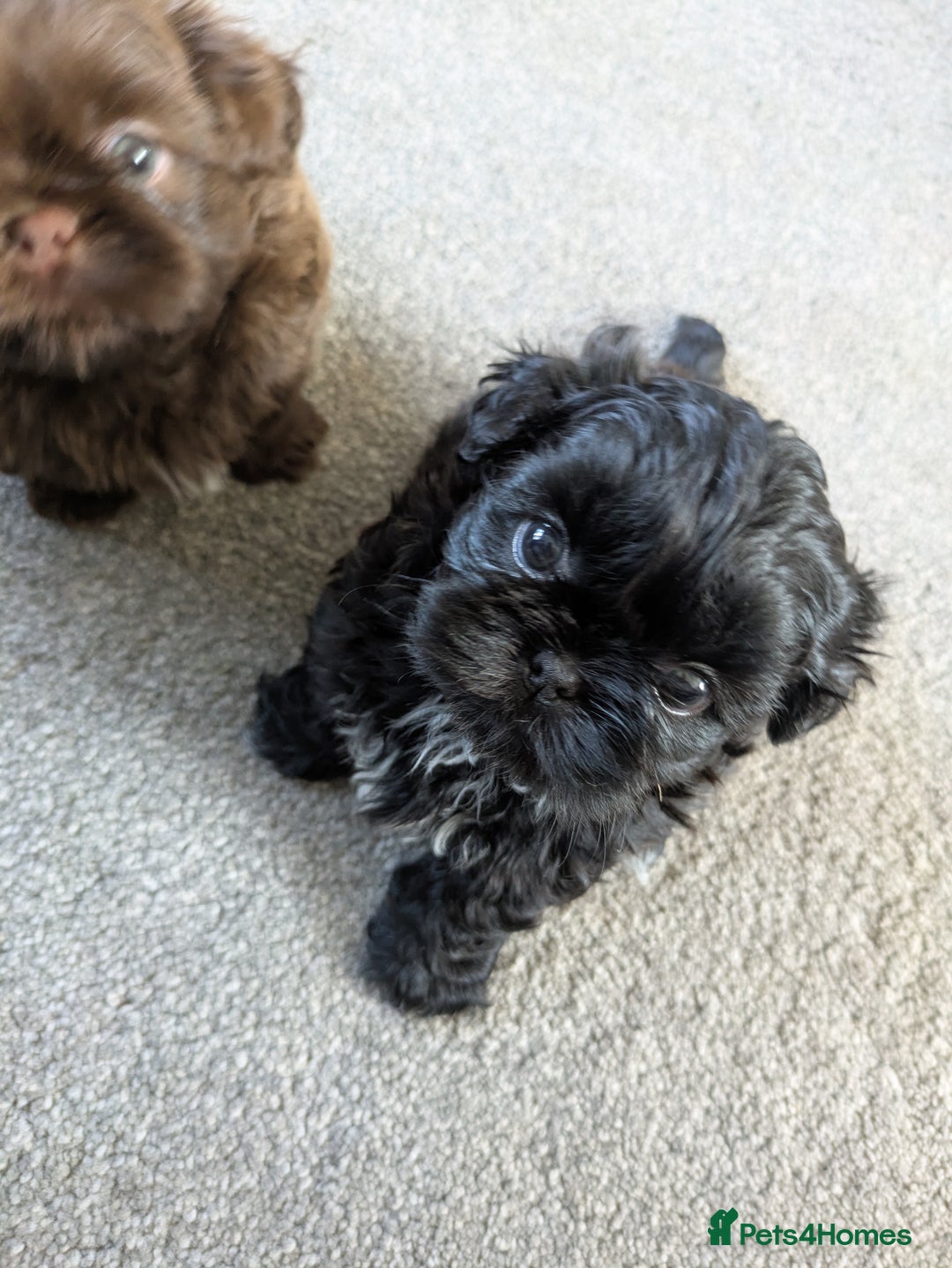 Shih Tzu dogs for sale: Imperial Shih Tzu  - Image 3