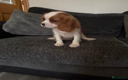 Cavalier King Charles Spaniel dogs for sale: Kennel club reg dna cavalier pups fully vaccine  - Image 14