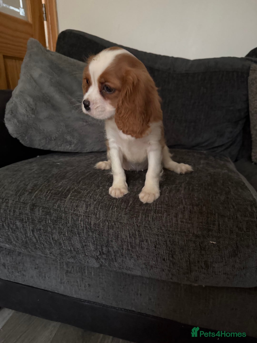 Cavalier King Charles Spaniel dogs for sale: Kennel club reg dna cavalier pups fully vaccine  - Image 14