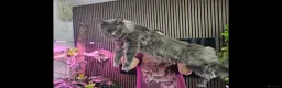 Maine Coon cats for sale: Pure Breed Maine Coon Kittens - Advert 2