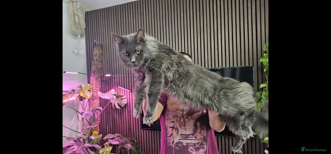 Maine Coon cats for sale: Pure Breed Maine Coon Kittens - Advert 2