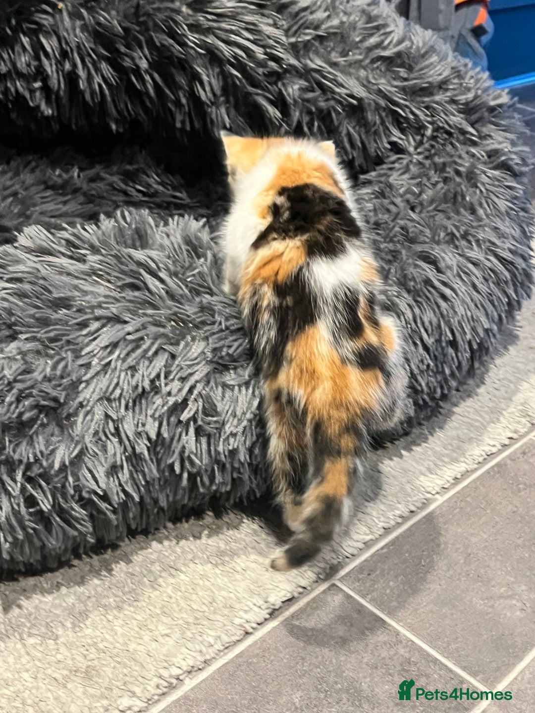 Mixed Breed cats for sale: Mixed kittens ginger calico tabby - Image 3