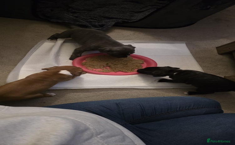 Staffordshire Bull Terrier dogs 3 Beautiful little staff boys - Advert 14