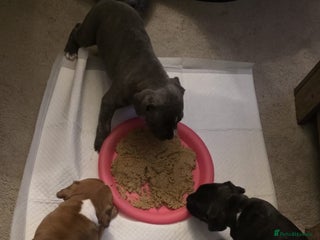 Staffordshire Bull Terrier dogs 3 Beautiful little staff boys - Advert 18