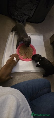 Staffordshire Bull Terrier dogs 3 Beautiful little staff boys - Advert 14