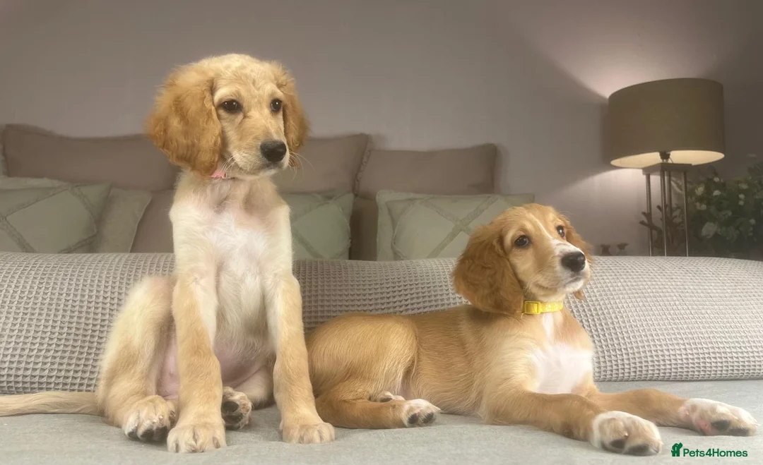 Irish Doodle dogs for sale: The perfect Doodle - Advert 8