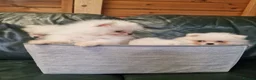 Pomeranian dogs for sale: Beautiful snow white Pomeranian puppy's  in Warrington - Advert 6