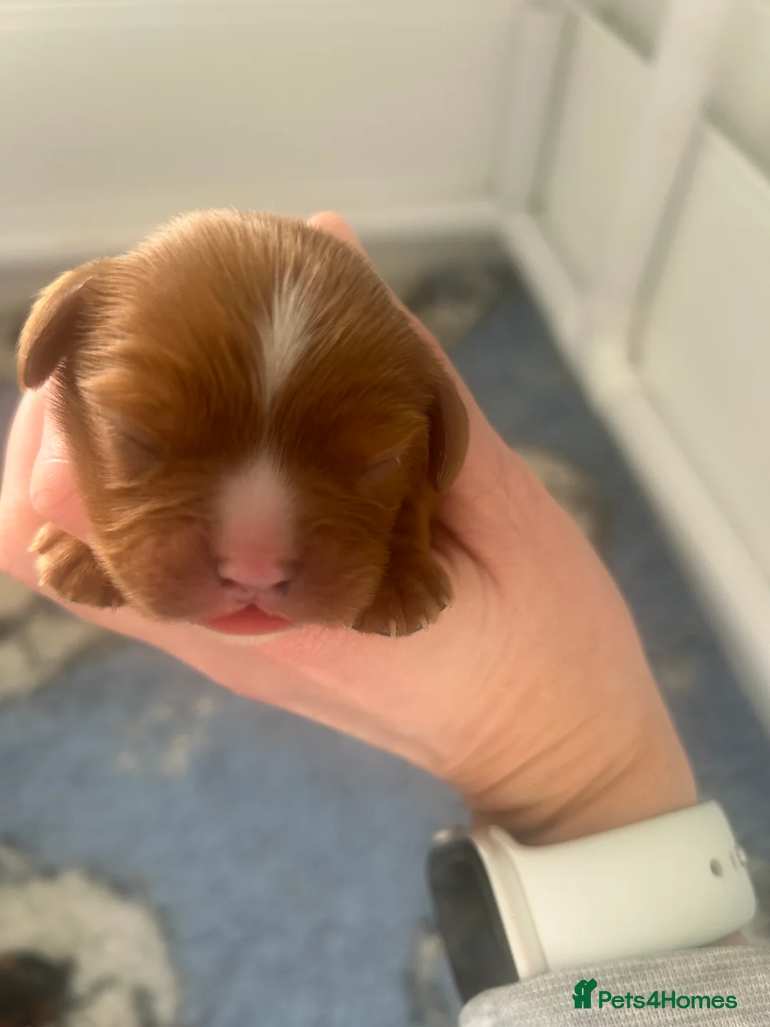 Cavalier King Charles Spaniel dogs for sale: 3 boys available! Health tested parents! - Advert 2