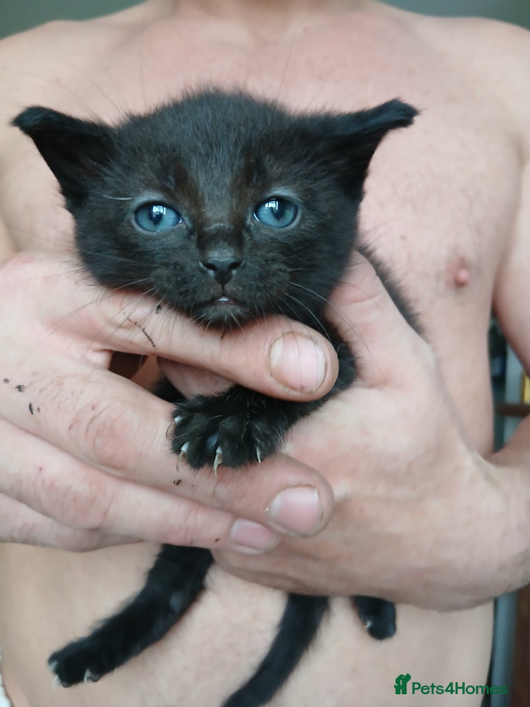 Mixed Breed cats for sale: Beautiful fluffy kittens - Image 3