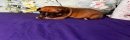 Staffordshire Bull Terrier dogs for sale: 🔥 KC REG RED STAFFY PUPPS–OUTSTANDING QUALITY 🔥 - Advert 7
