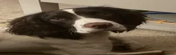 English Springer Spaniel dogs for stud: Proven KC registered Springer Spaniel for stud - Advert 2