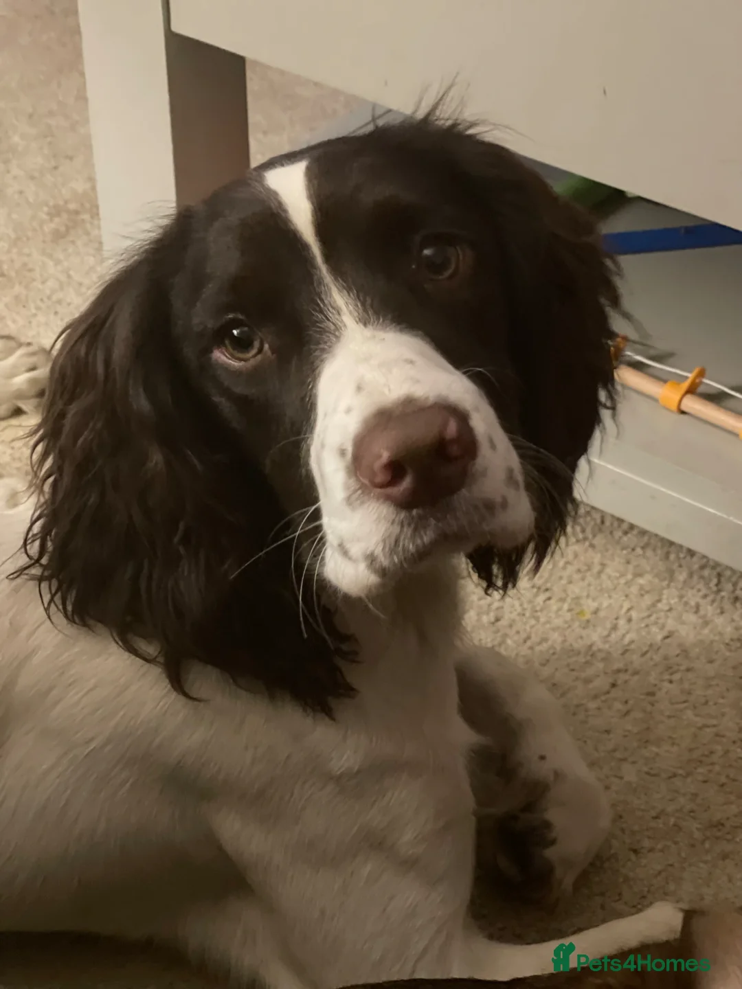 English Springer Spaniel dogs for stud: Proven KC registered Springer Spaniel for stud - Advert 2