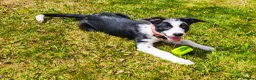 Border Collie dogs for sale: Female border collie pup - Advert 2