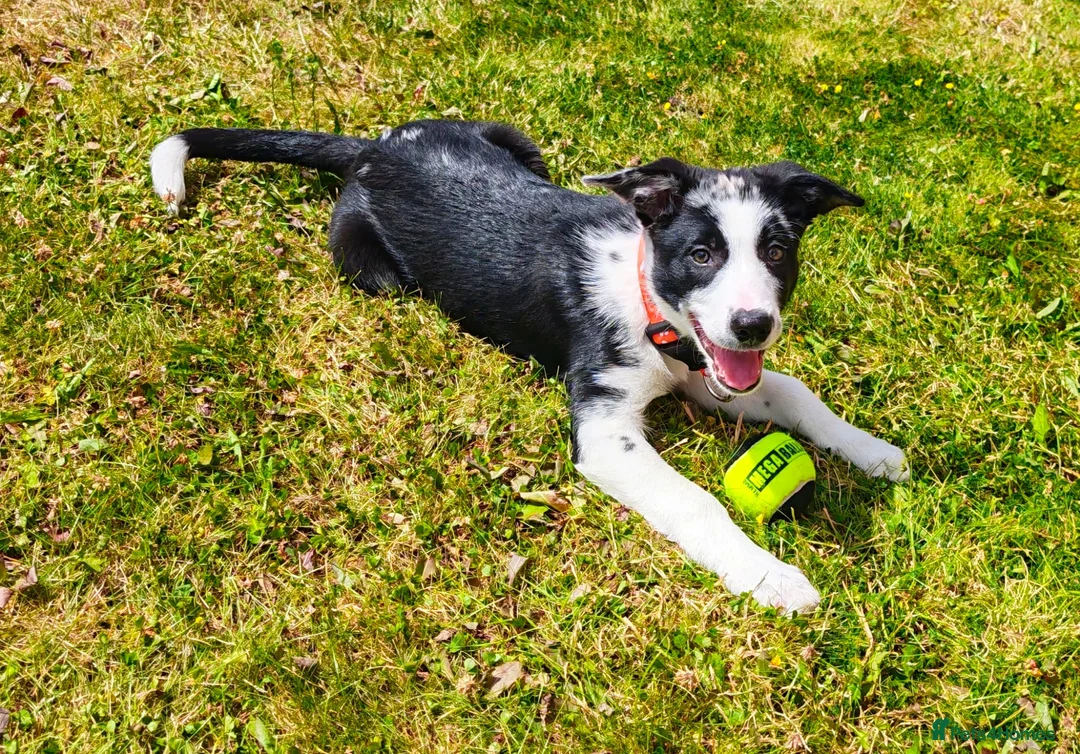 Border Collie dogs for sale: Female border collie pup - Advert 2