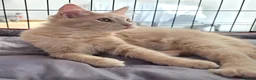 Maine Coon cats for sale: Rare Colour 3/4 Maincoon Ragdoll Mix Kitten - Advert 16