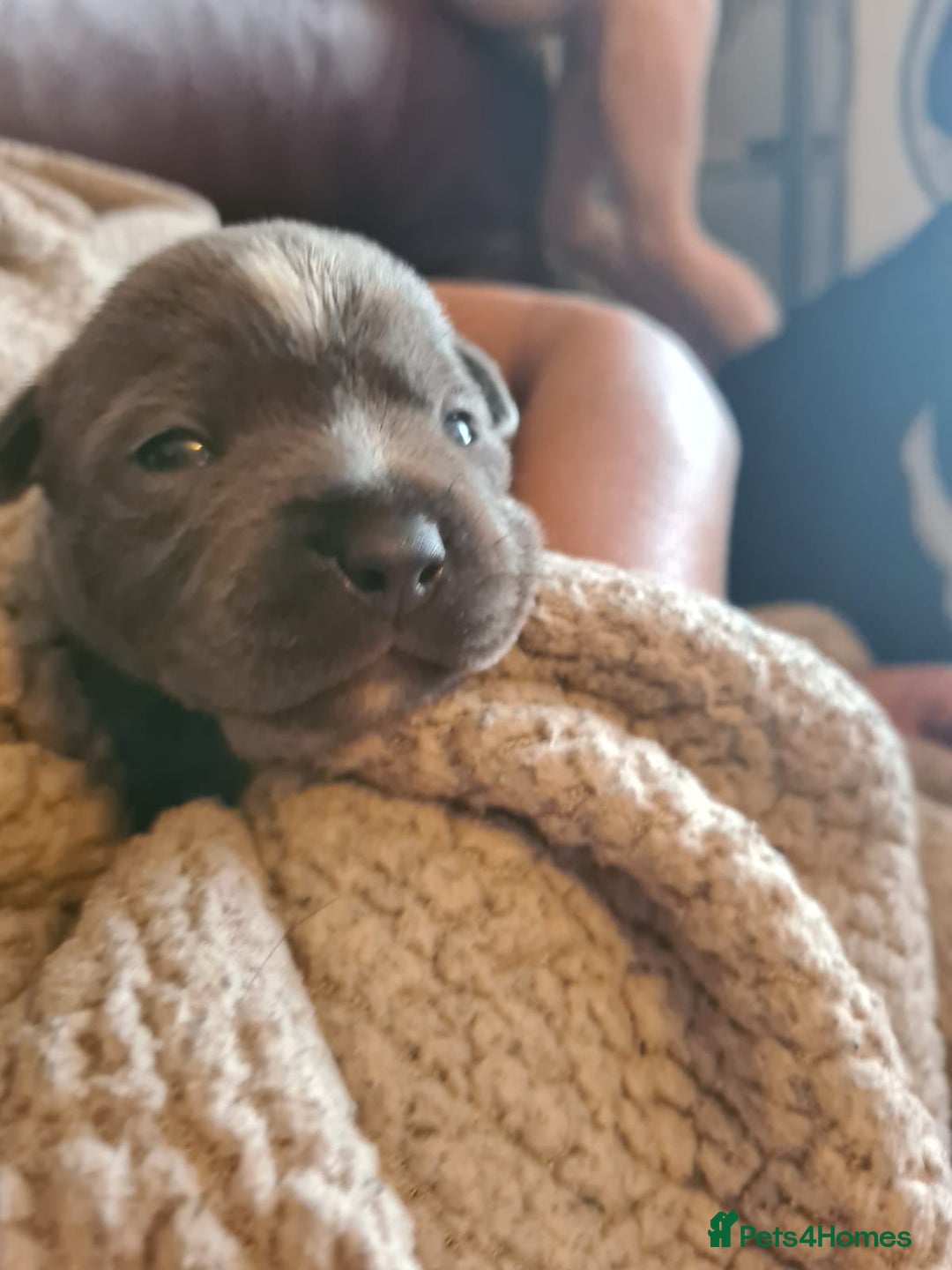Staffordshire Bull Terrier dogs for sale: Staffy pups beautiful.. Girls avaliable  - Image 10