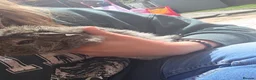 Guinea Pig rodents for sale: 4 Lovely Boy Guinea Pigs for Rehome - Advert 8