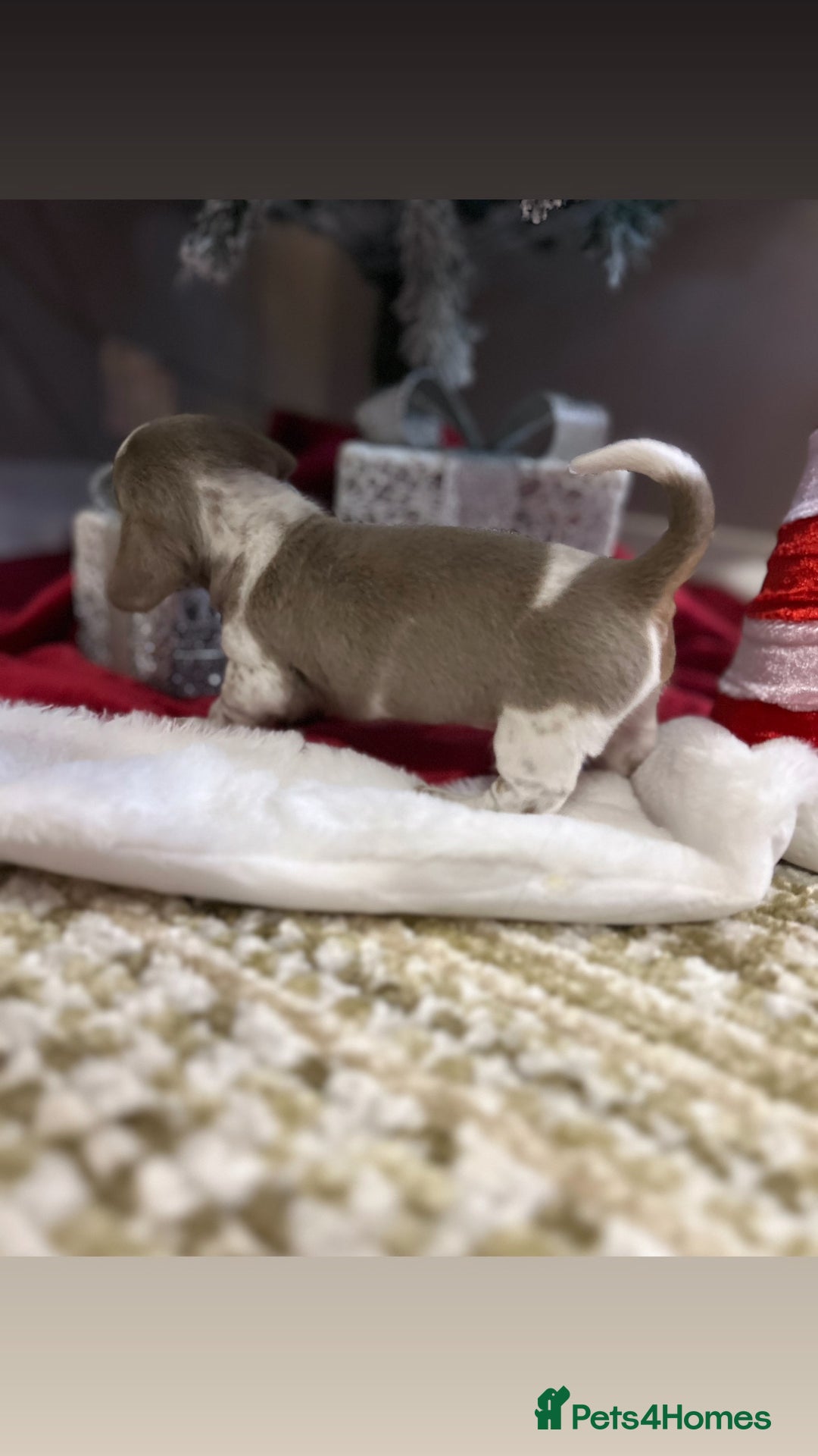 Miniature Dachshund dogs for sale: True miniature dachshund - Advert 4