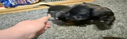 Mixed Breed dogs for sale: Frorkie puppies miniature frenchie/yorkie - Advert 13