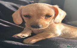 Miniature Dachshund dogs for sale: Miniature dachshund puppies  - Advert 19