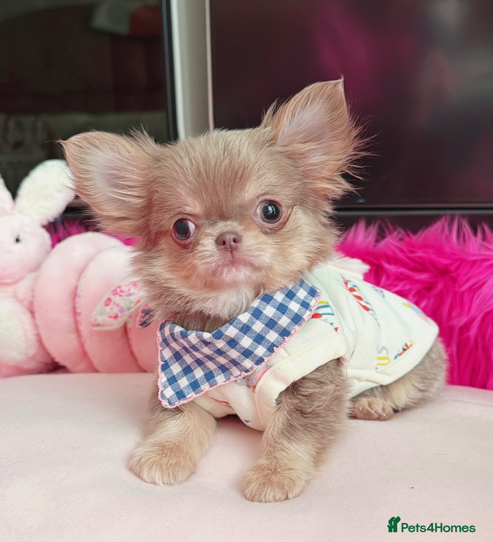 Chihuahua dogs Beautiful lilac girl - Advert 12