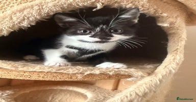 Mixed Breed cats - Advert 6
