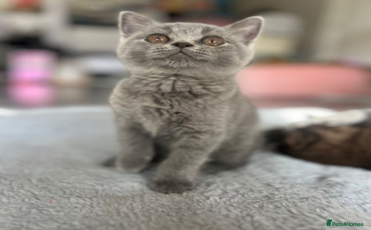 British Shorthair cats - Advert 13