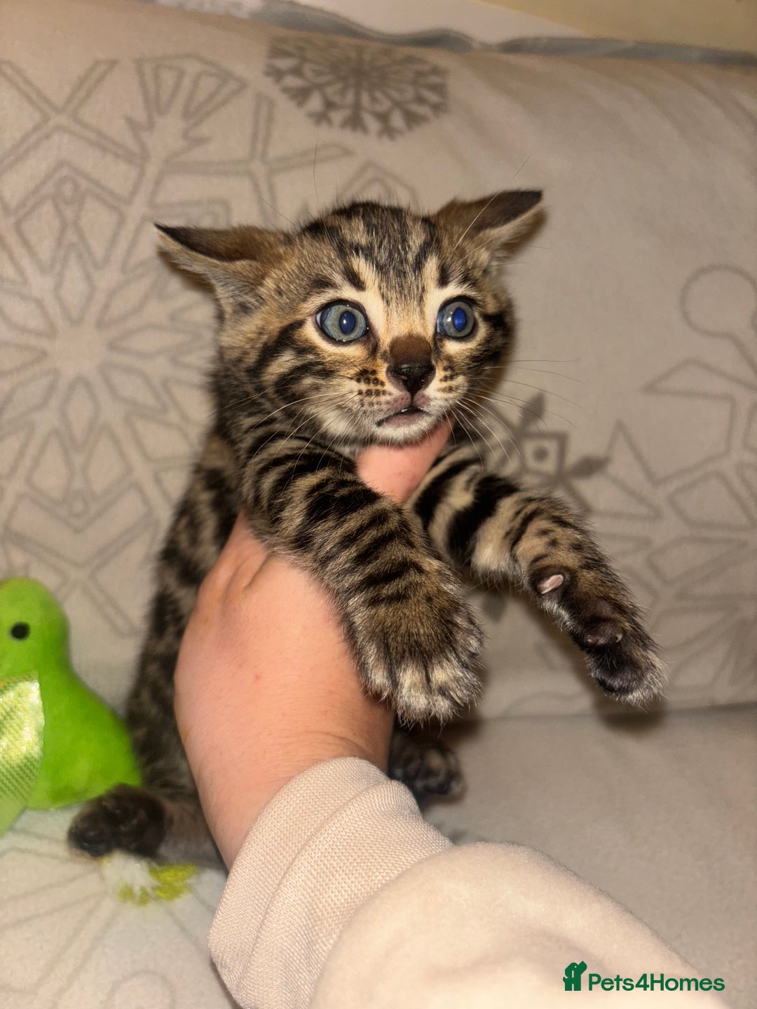 Bengal cats for sale: True to type bengal kittens - Advert 2