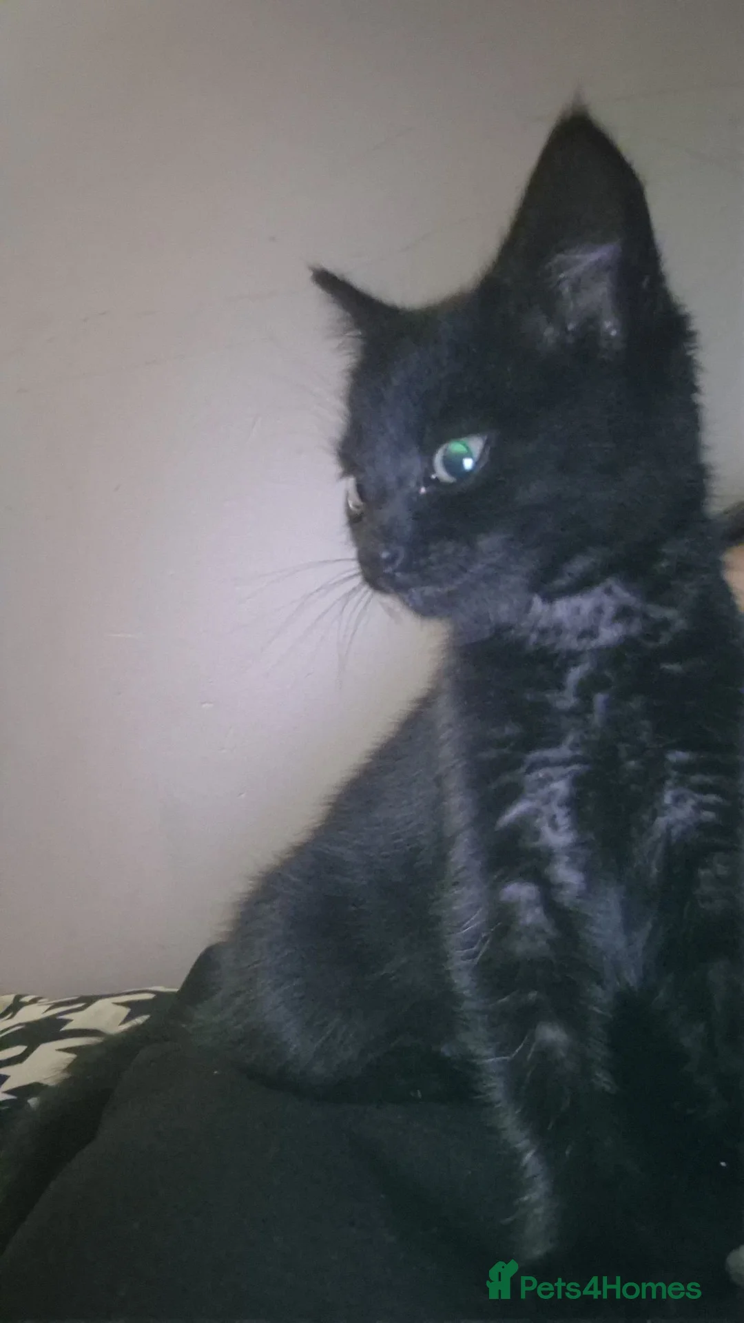 Mixed Breed cats for sale: Black kitten  - Advert 2