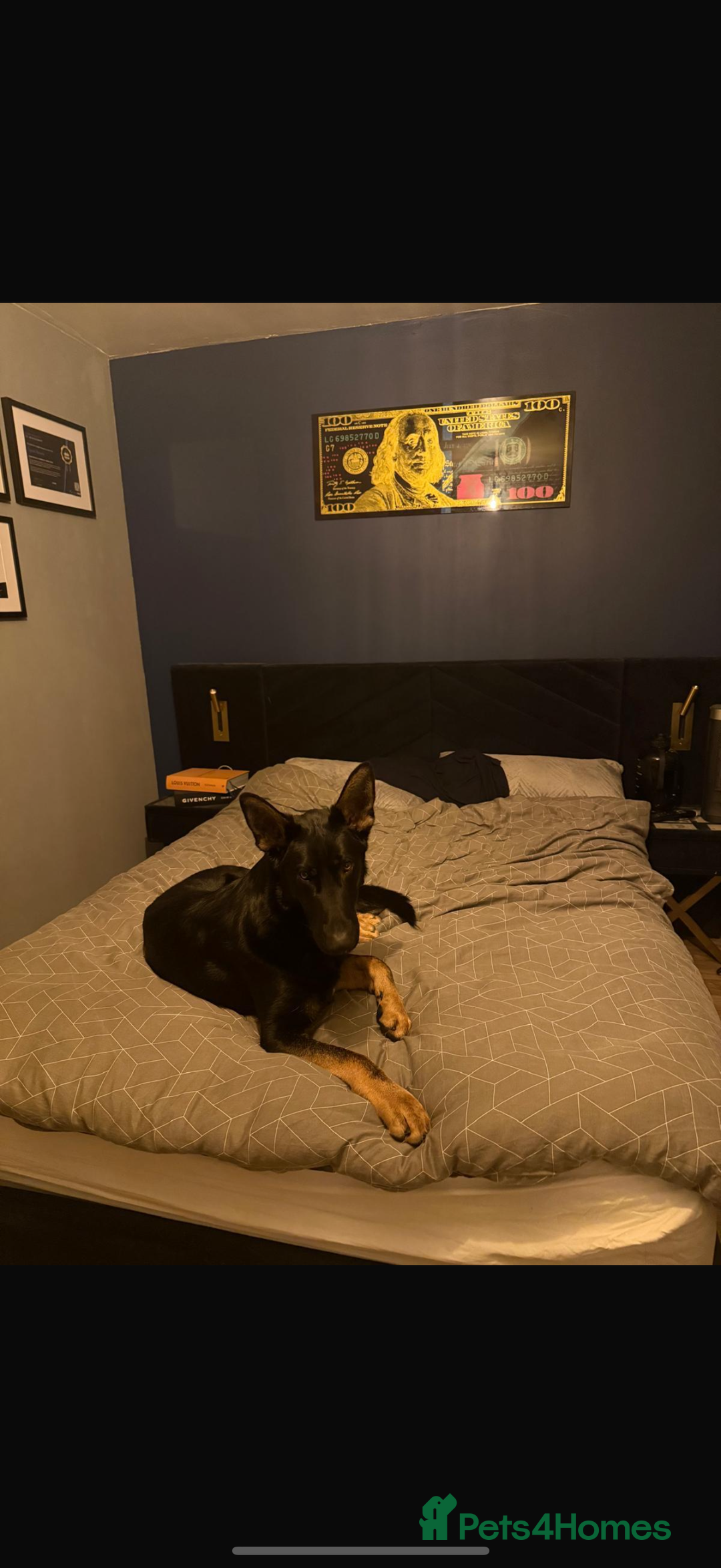 German Shepherd dogs for sale: Rocco is looking for a new home  - Advert 5