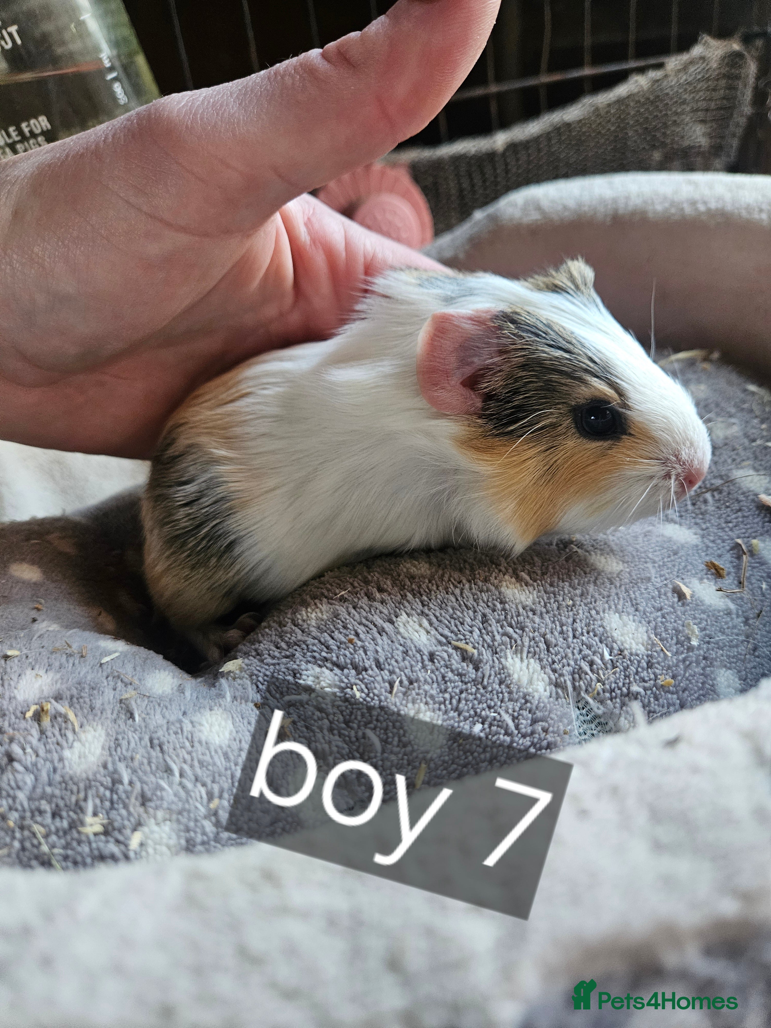 Guinea Pig rodents Baby boy guinea pigs ready now - Advert 5