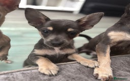 Chihuahua dogs for sale: 💙💛 Blue & tan pure breed deer head chihuahuas 💙 - Image 8