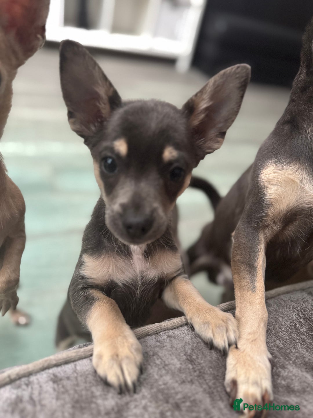 Chihuahua dogs for sale: 💙💛 Blue & tan pure breed deer head chihuahuas 💙 - Image 8