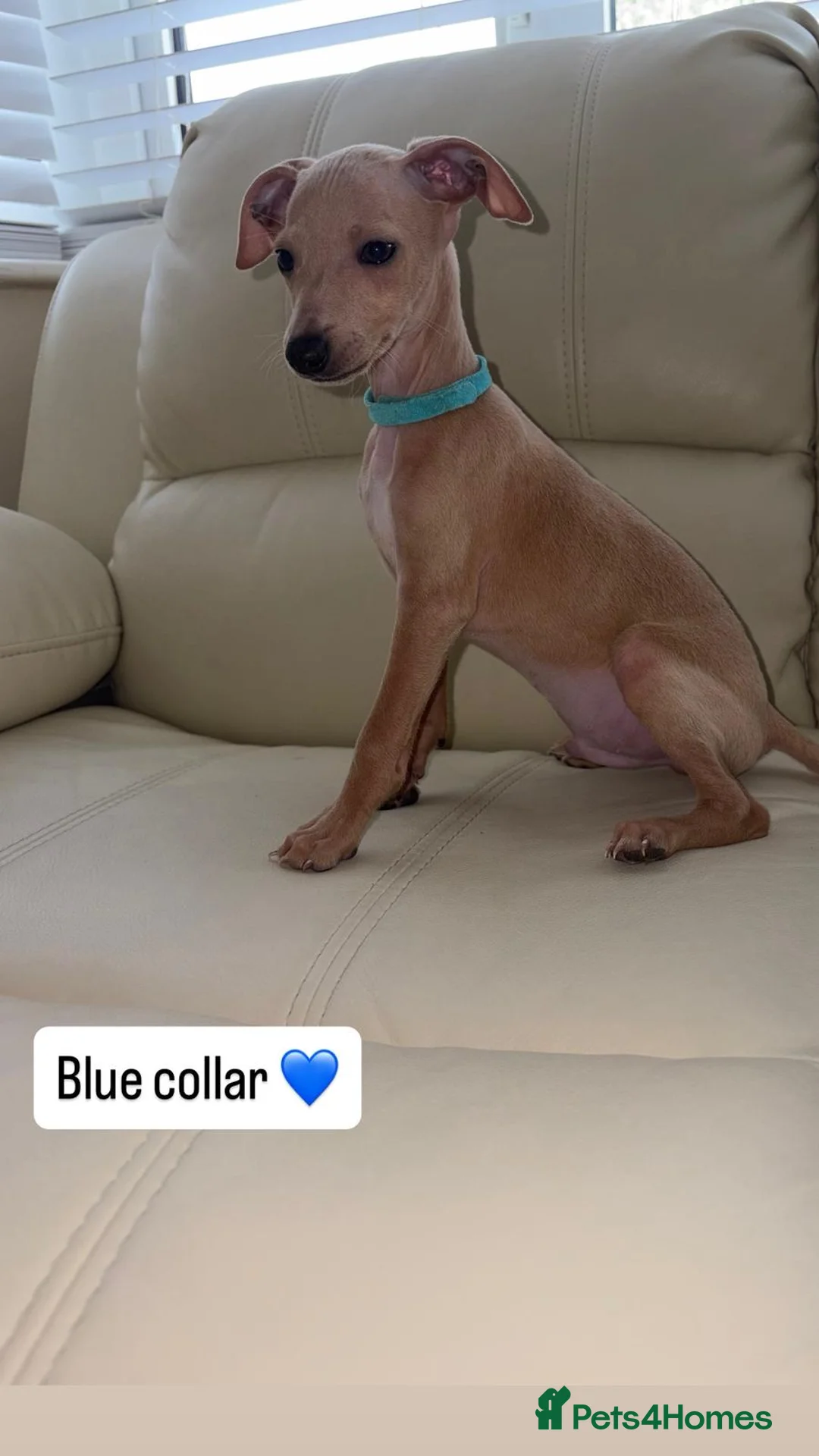 Italian Greyhound dogs for sale: Ready to leave last 4 boys Kc registered - Advert 2