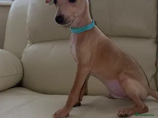 Italian Greyhound dogs Ready to leave last 4 boys Kc registered - Advert 6