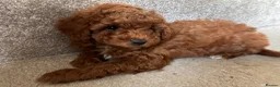 Poochon dogs for sale: Adorable Poochon puppies  - Advert 12