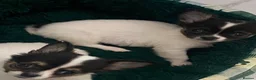 Chihuahua dogs for sale: Tiny chihuahua puppies  - Advert 3