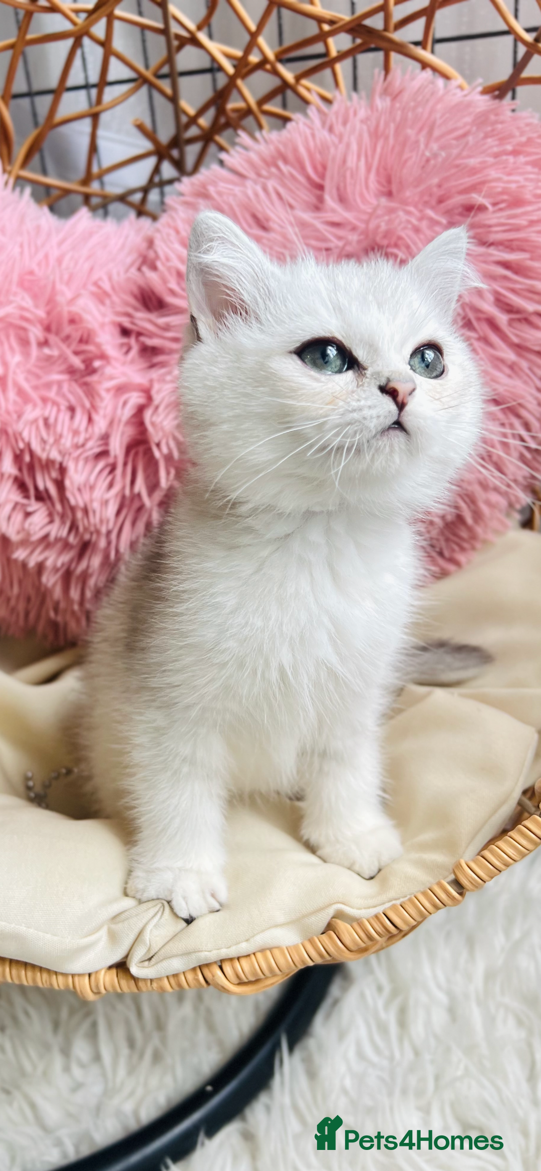 Scottish Fold cats for sale: 💞Beautiful Scottish Fold and Straight kittens🐾 - Image 16